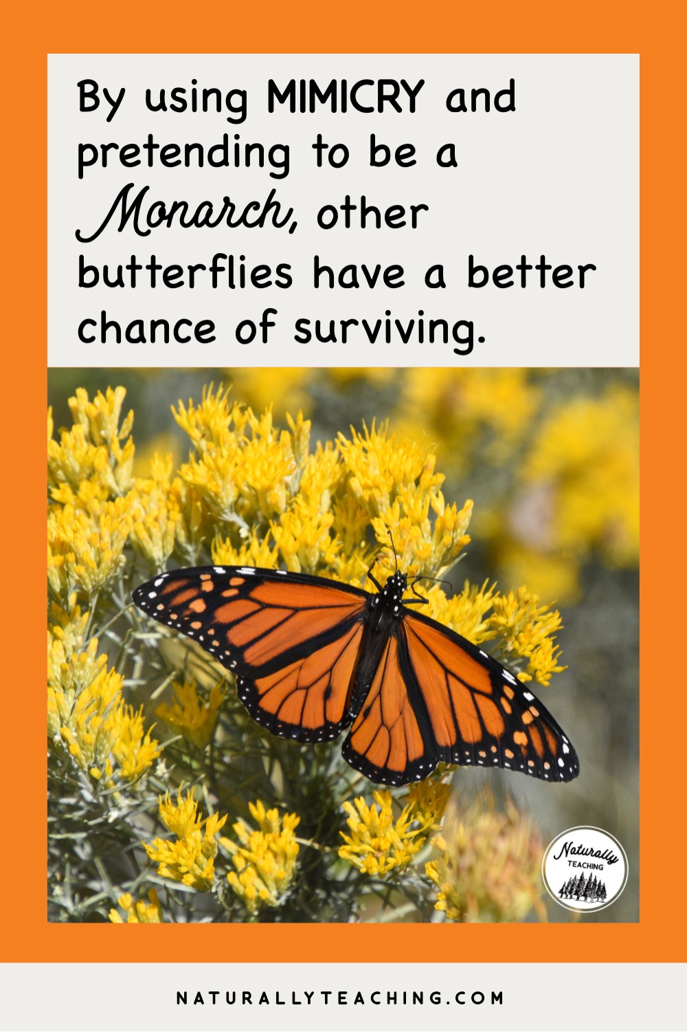 What Butterfly Looks Like a Monarch and 4 Other Butterfly Survival ...