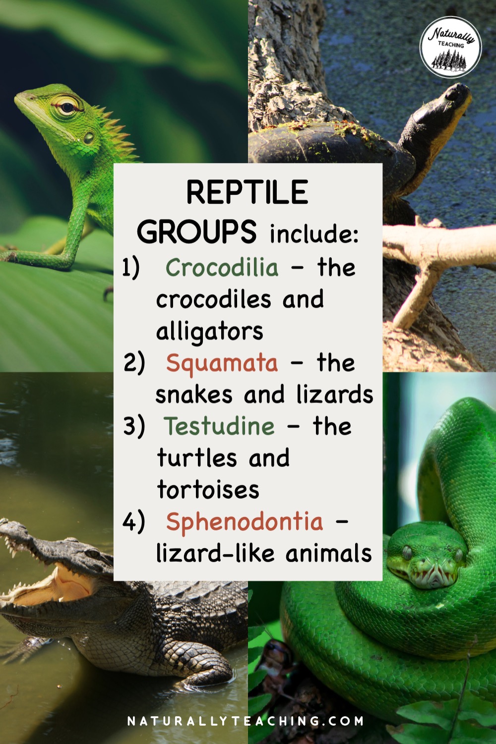 Amphibians Vs Reptiles: How To Teach The Difference In Your Elementary ...