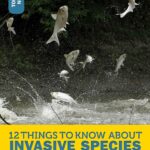 12 Things to Know About Invasive Species by Jamie Kallio