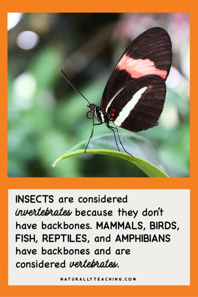 Insects, like this butterfly, are invertebrates because they don't have backbones, unlike mammals, birds, fish, reptiles, and amphibians.