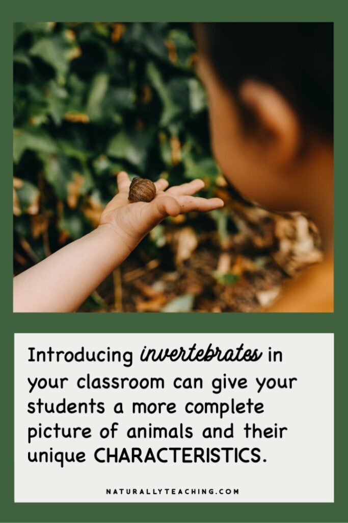 Invertebrates such as snails have unique characteristics and life cycles from other animal groups and are interesting for students to learn about.