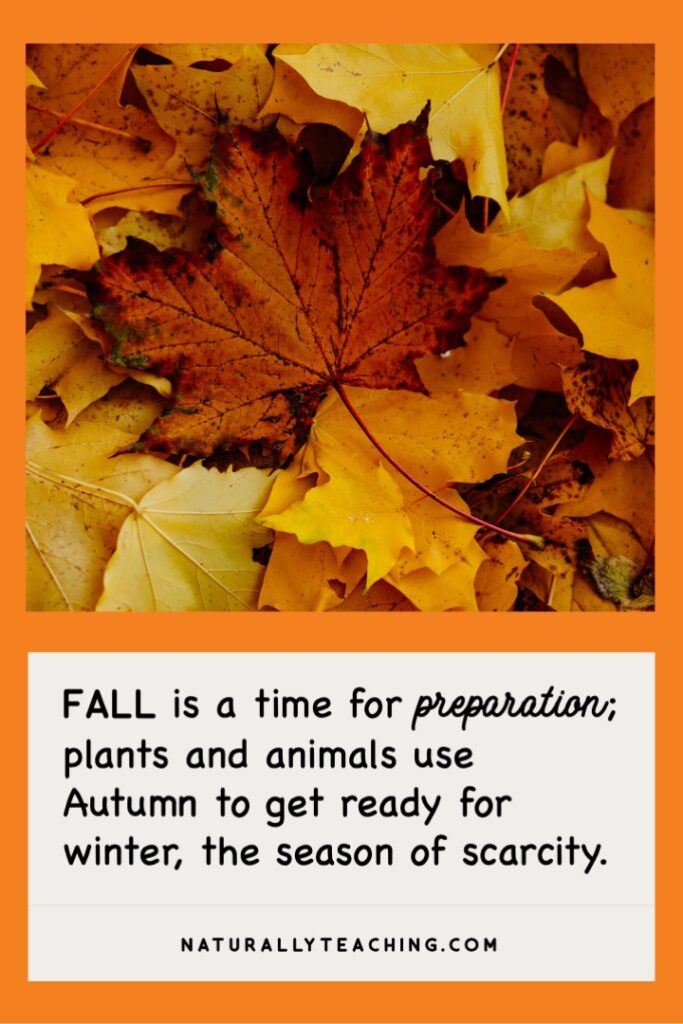 Fallen leaves are part of deciduous trees' ways of preparing for winter.