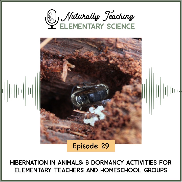 Ep. 29: Hibernation in Animals: 6 Dormancy Activities for Elementary Teachers and Homeschool Groups