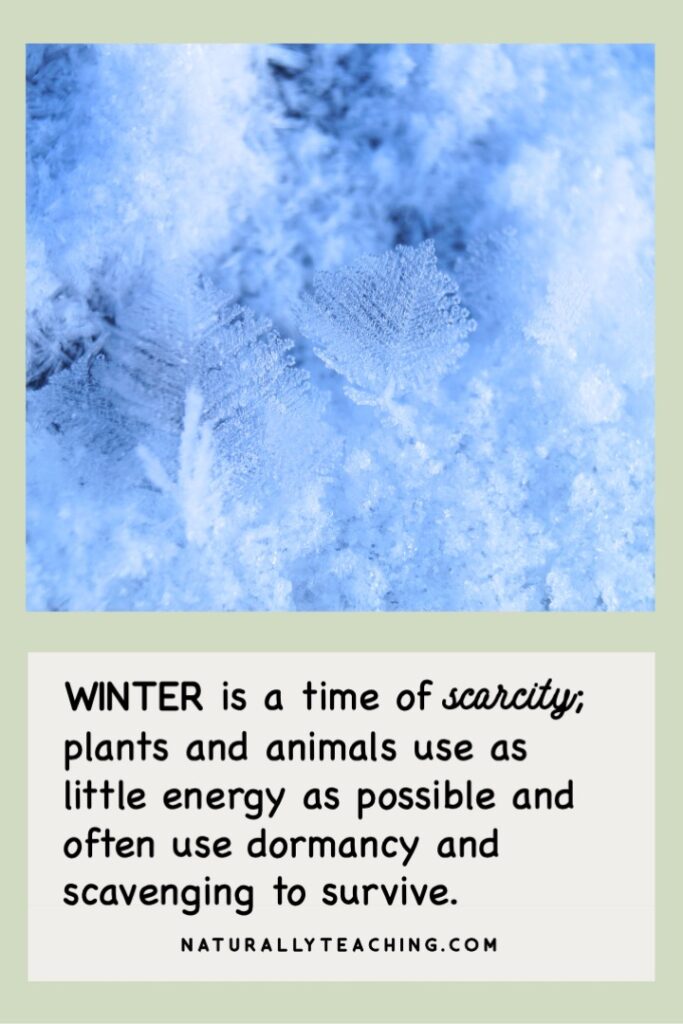 Snow is part of the reason that winter is a season of scarcity.